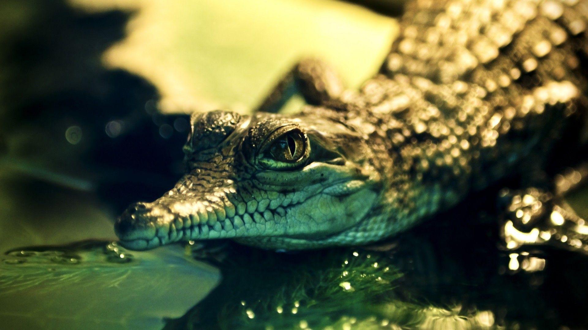 Cute Alligator Wallpapers Top Free Cute Alligator Backgrounds