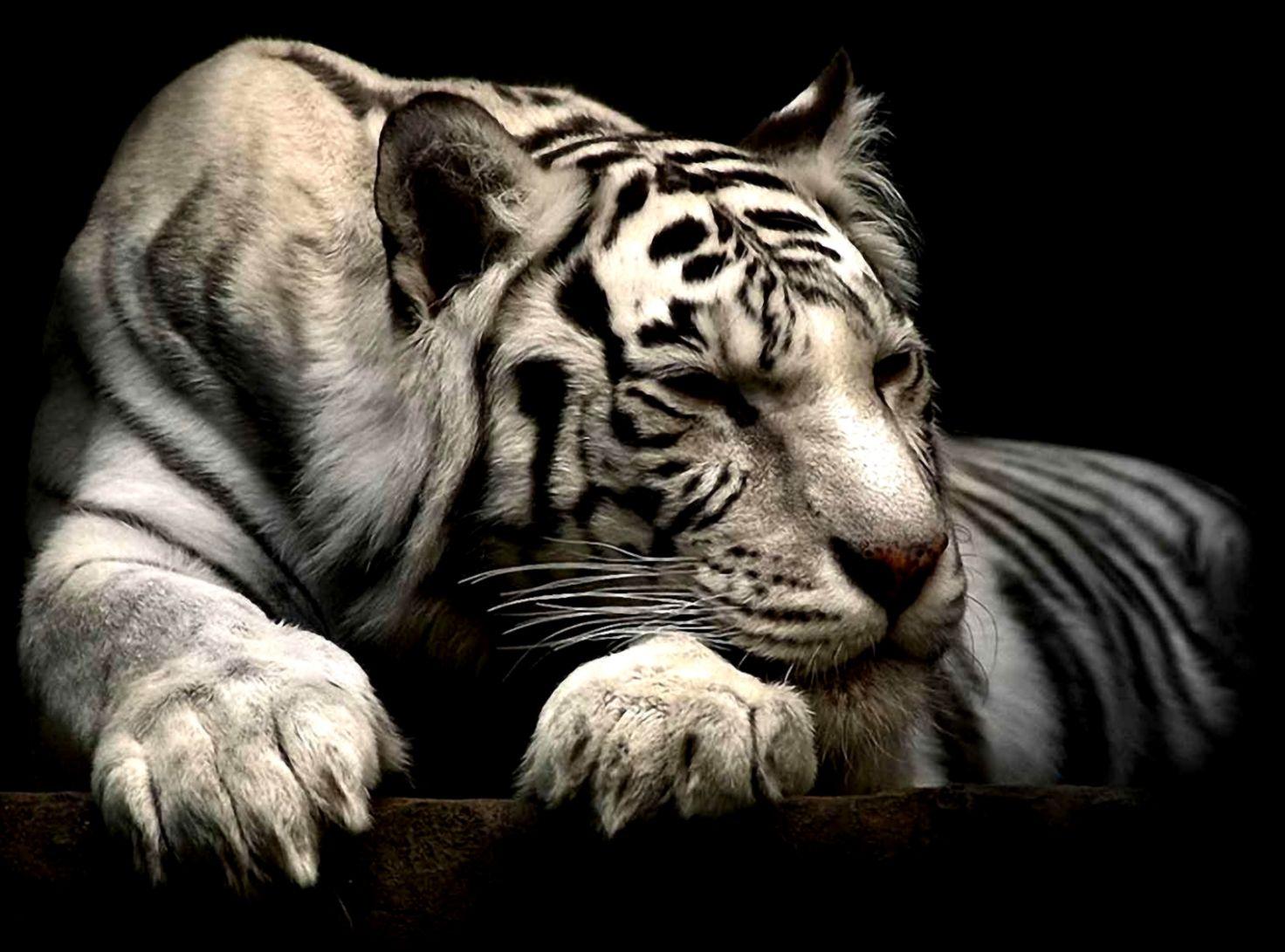 1472x1091 Free download White Siberian Tiger Wallpaper HD Wallpaper Gallery [1472x1091] for your Desktop, Mobile & Tablet. Explore Siberian Tiger Wallpaper. Tiger Desktop Wallpaper Free, Snow Tiger Wallpaper, Tiger Wallpaper