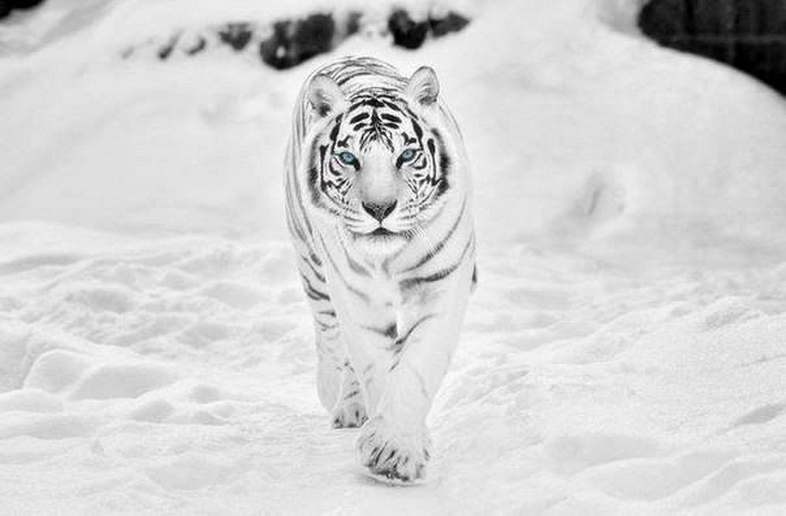3000x1972 Siberian White Tiger 4k Wallpaper