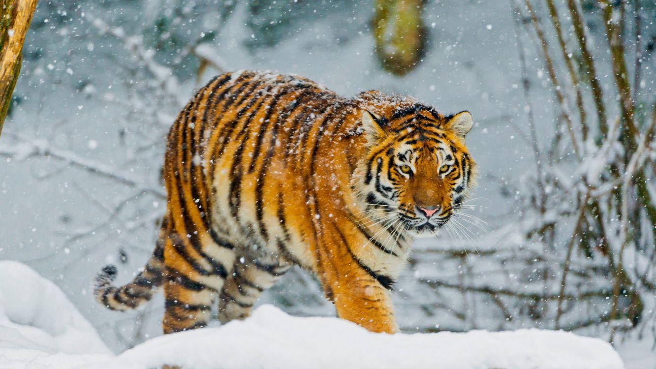 1333x750 Wallpaper White Tiger, Bengal Tiger, Siberian Tiger, Snow, Tiger, Background Free Image
