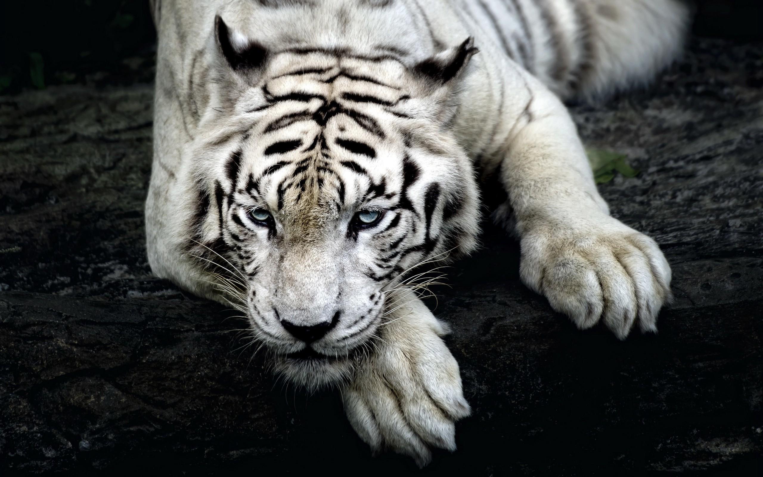 2560x1600 big cats nature animals tiger white tigers wallpaper