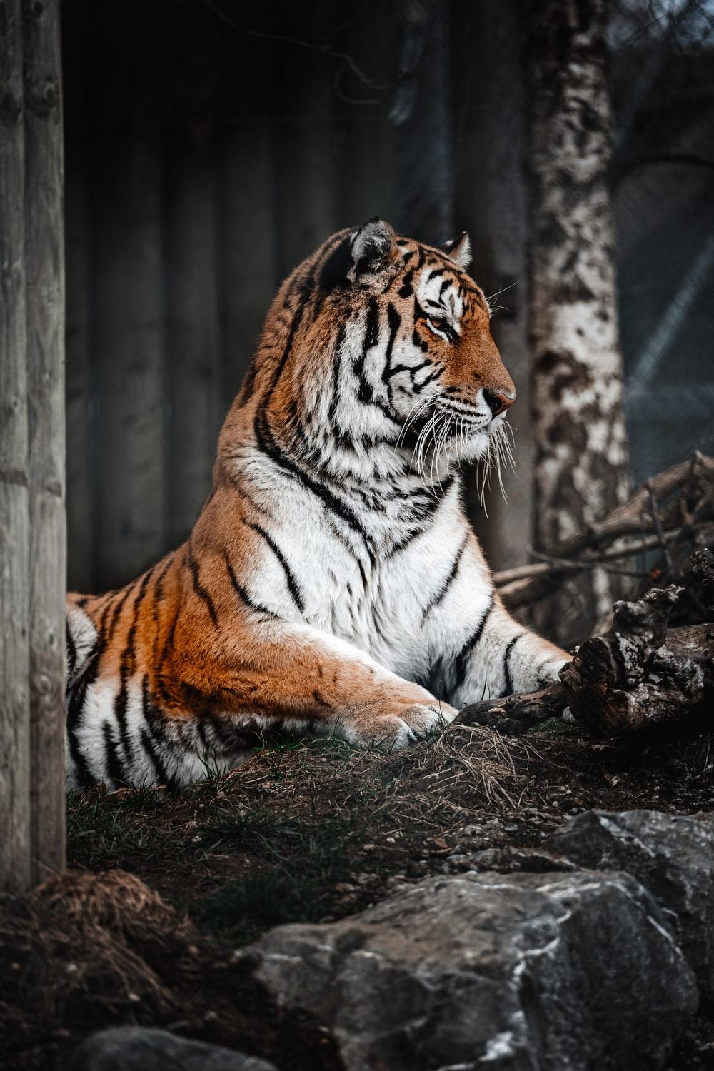 1000x1500 Siberian Tiger Picture. Download Free Image
