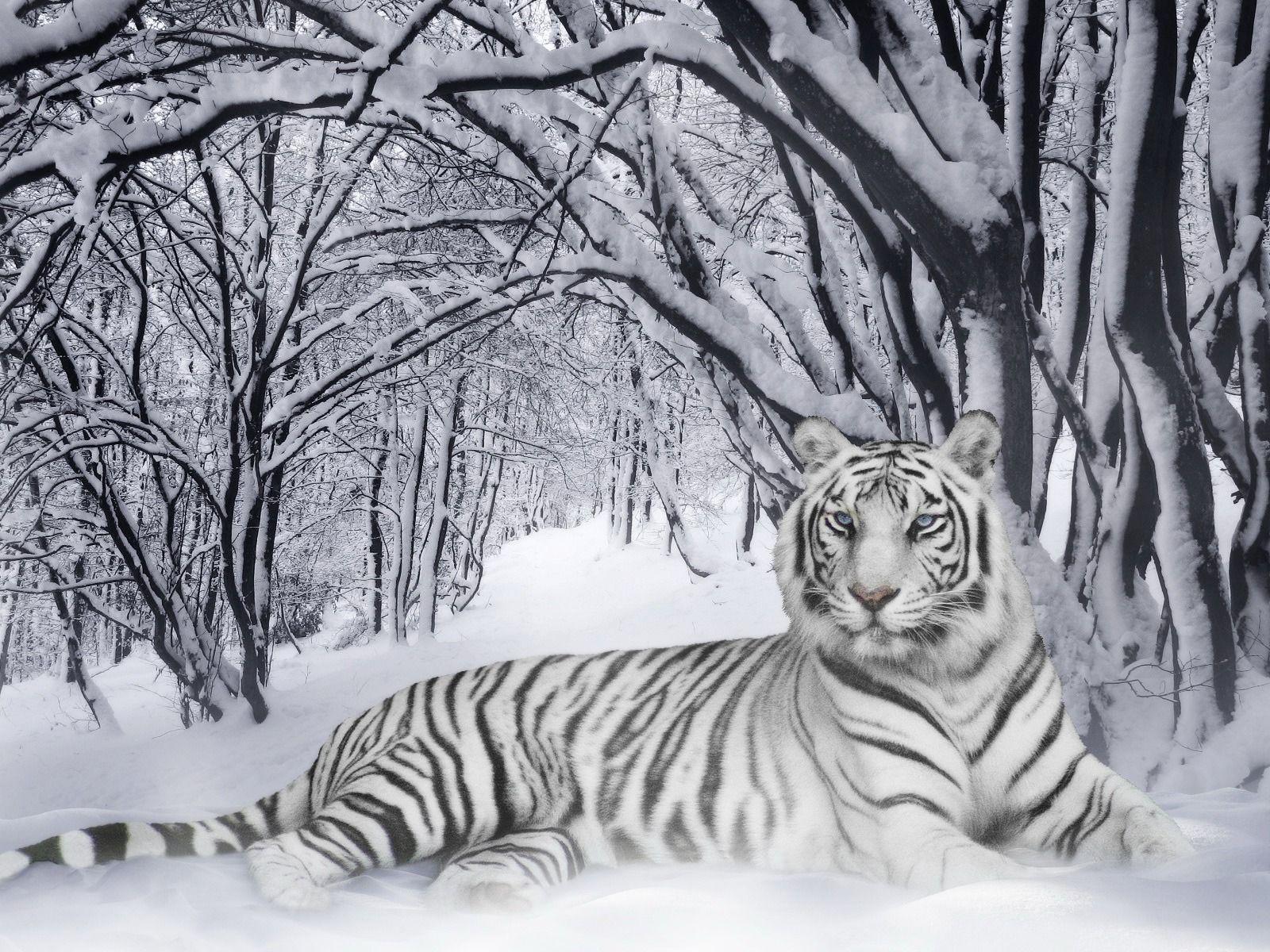 1600x1200 White Siberian Tiger Wallpaper