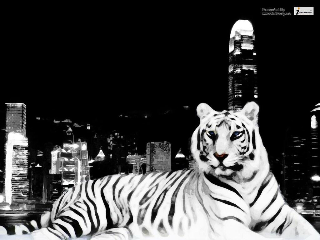 1024x768 Tiger Wallpaper