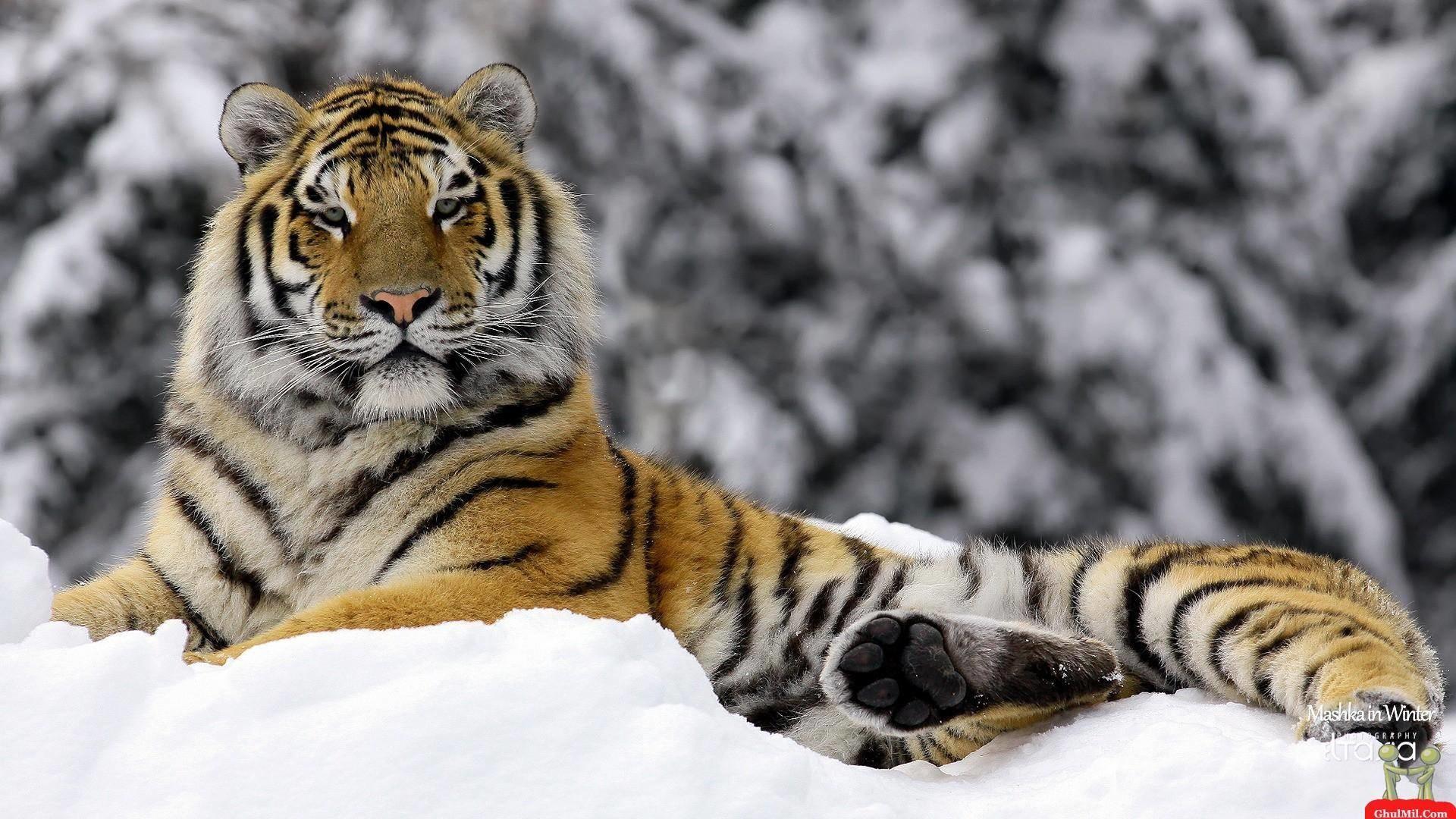 1920x1080 1920×1080 Tiger Wallpaper Full HD