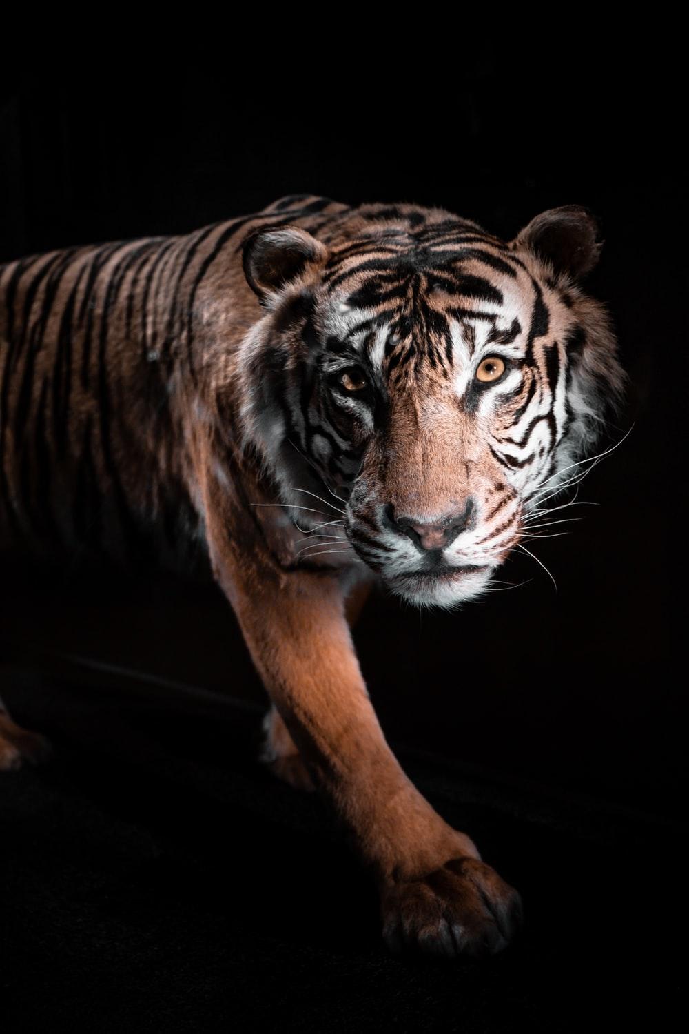 1000x1500 Siberian Tiger Picture. Download Free Image