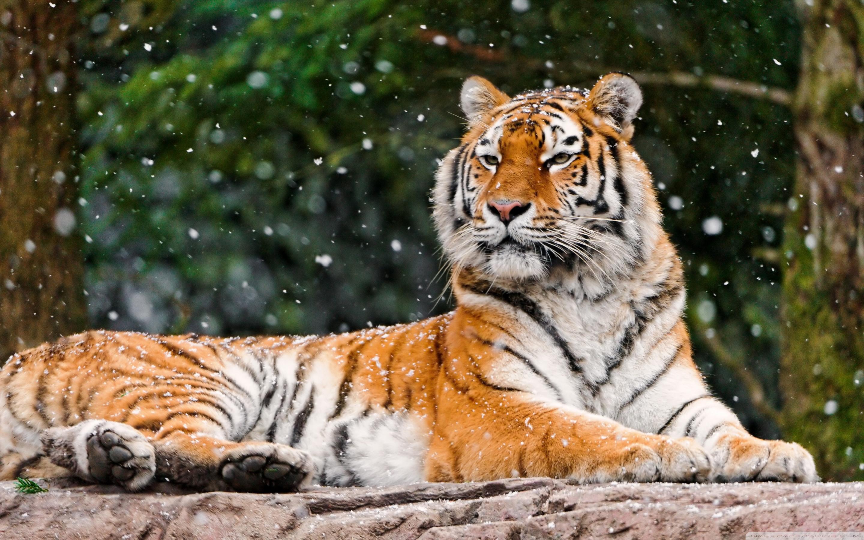 2880x1800 Awesome Relaxing Tiger HD wallpaper