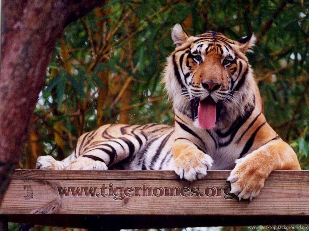 1024x768 Tiger Desktop Wallpaper White Tiger Bengal And Siberian Tigers. Desktop Background