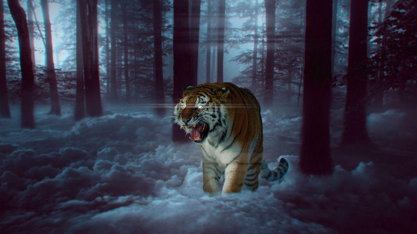 1333x750 Wallpaper White Tiger, Felidae, Lion, Bengal Tiger, Siberian Tiger, Background Free Image