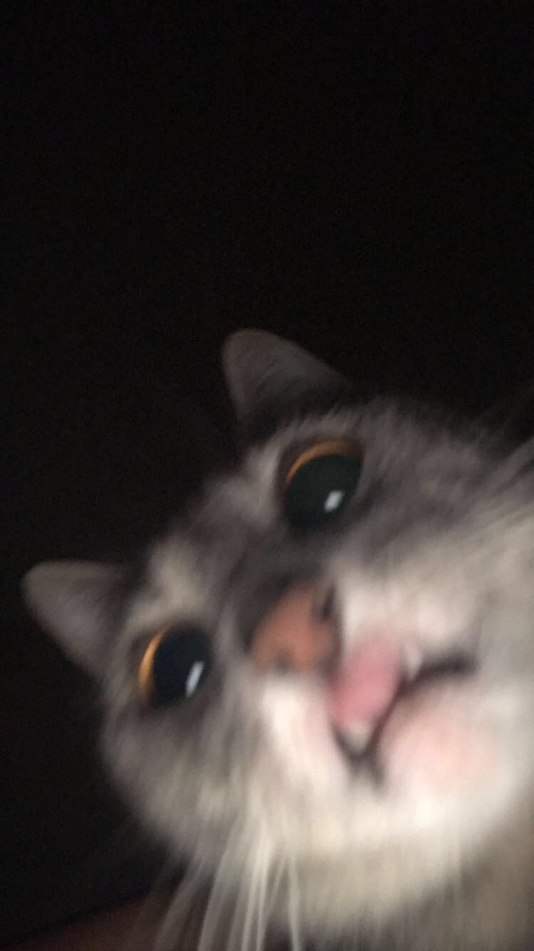 750x1334 I always thought Cat selfies were fake news until I left snapchat open on my bed and found this /. Cute animals, Cat wallpaper, Cute cat wallpaper