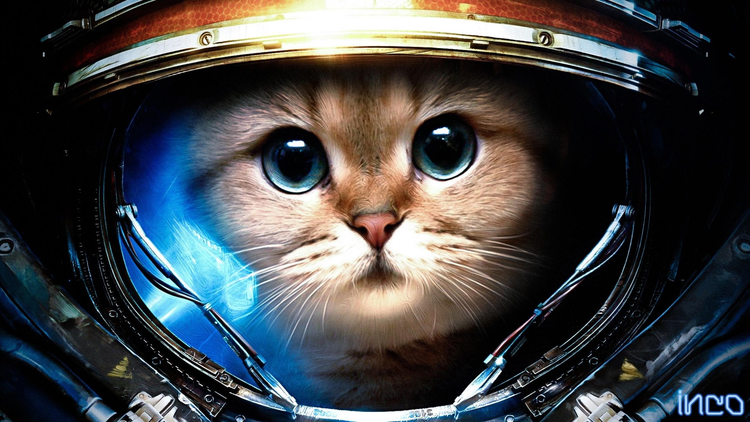 2560x1440 Funny Cat Games 36 High Resolution Wallpaper