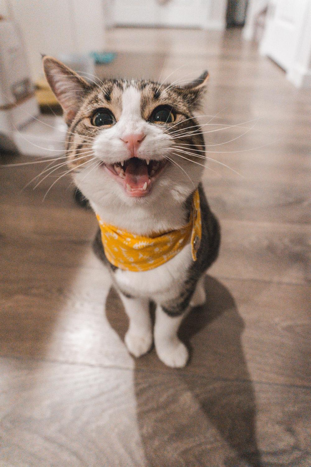 1000x1500 Funny Cat Picture. Download Free Image