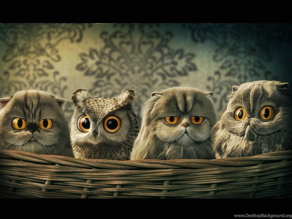 Weird Cat Wallpapers - Top Free Weird Cat Backgrounds - WallpaperAccess