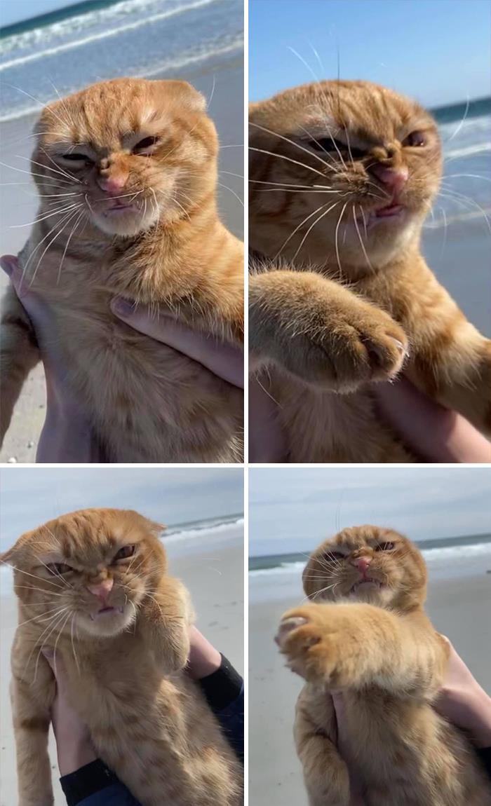 700x1150 Hilarious Cat Posts That You Need To See Right Meow (New Pics)