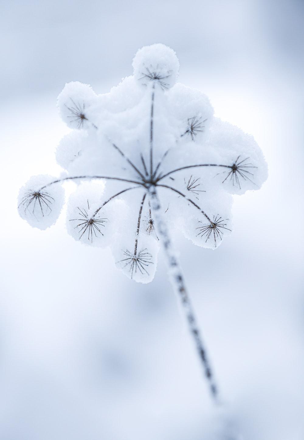 1000x1447 Frozen Flower Picture. Download Free Image
