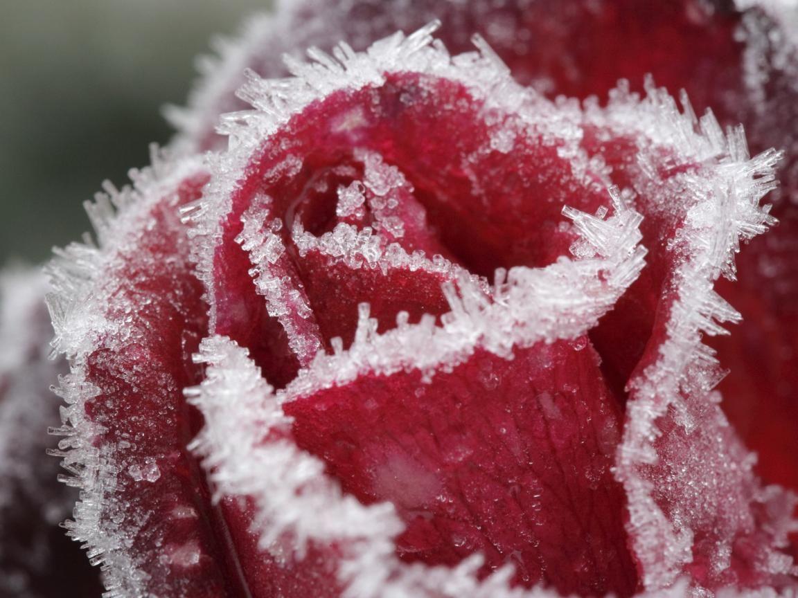 1152x864 frosty beauty. Frozen rose, Rose wallpaper, Winter flowers