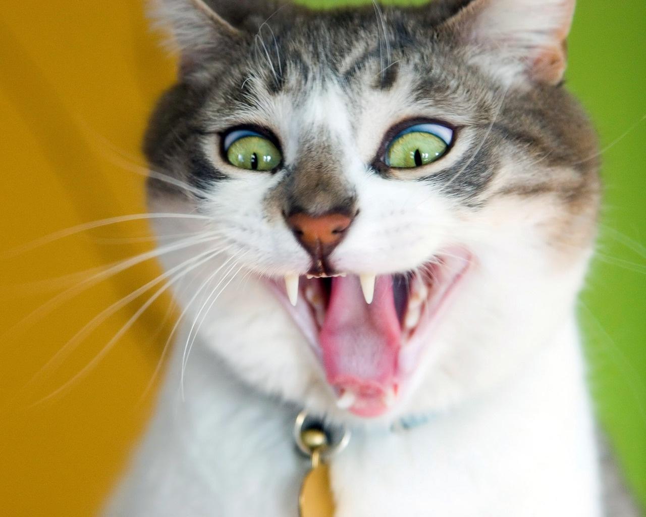 1280x1024 Crazy Cat wallpaperx1024