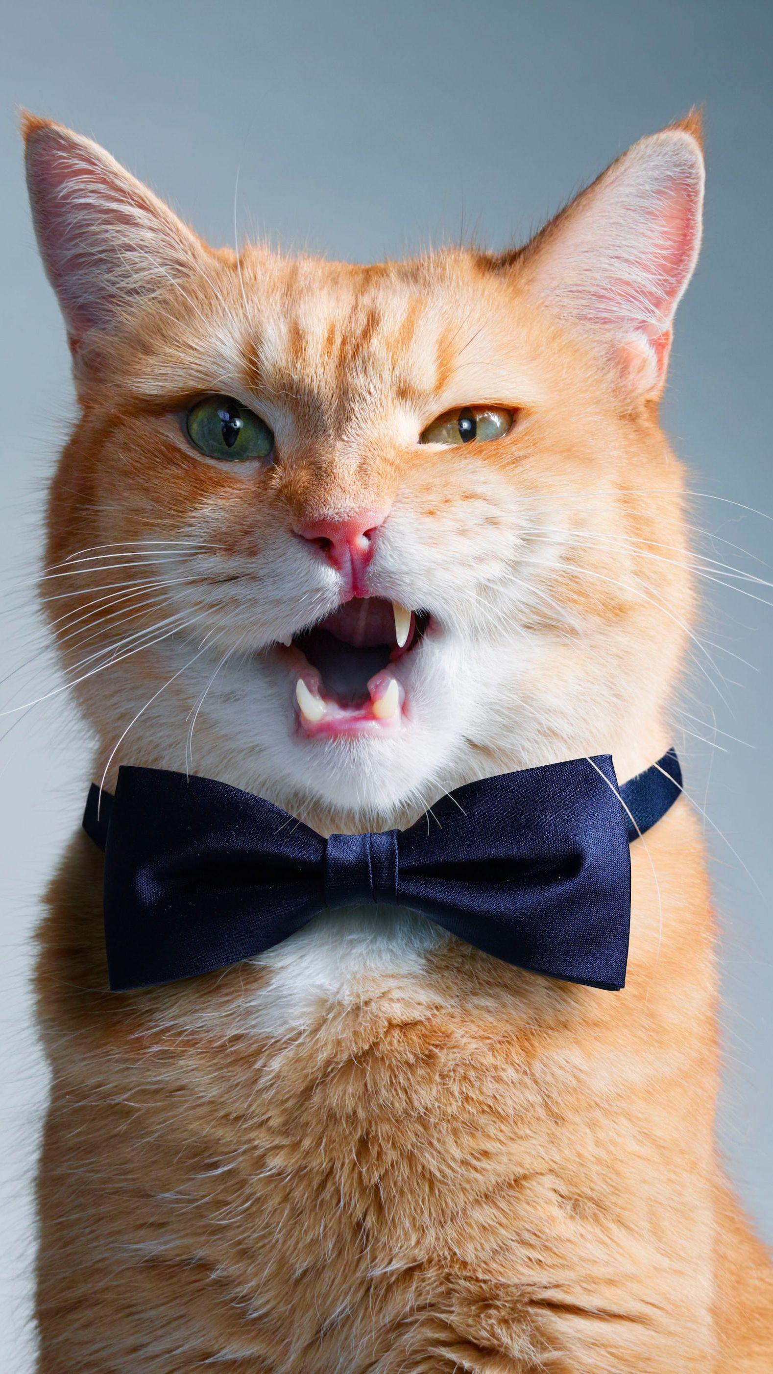 1578x2806 Cat Cute Mobile HD Wallpaper. Funny cat wallpaper, Cat wallpaper, Cute cats