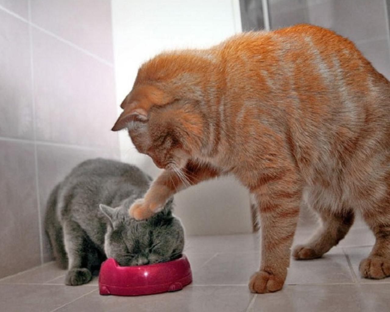 1280x1024 Funny Cat Wallpaper, Nice Funny Cat Wallpaper