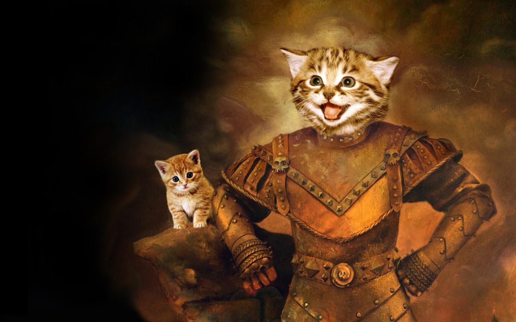 1680x1050 Cat Wallpaper Dump use these for a screensaver for my daughters
