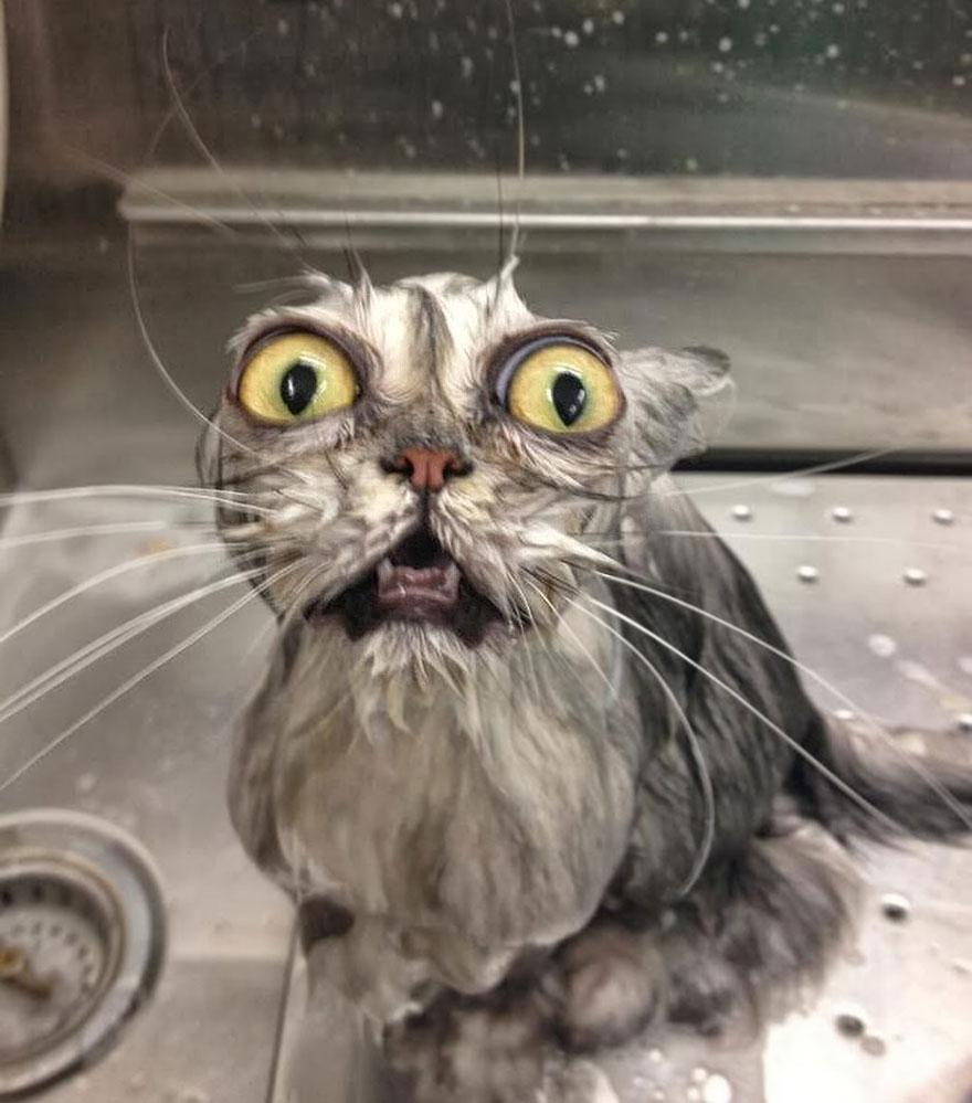 880x999 Hilarious Picture Of Wet Cats