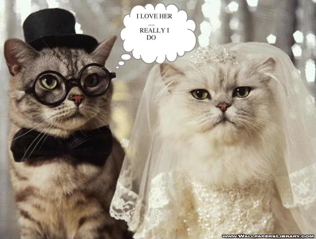 1023x773 Picture Of Funny Animals: Funny Picture Of Cats