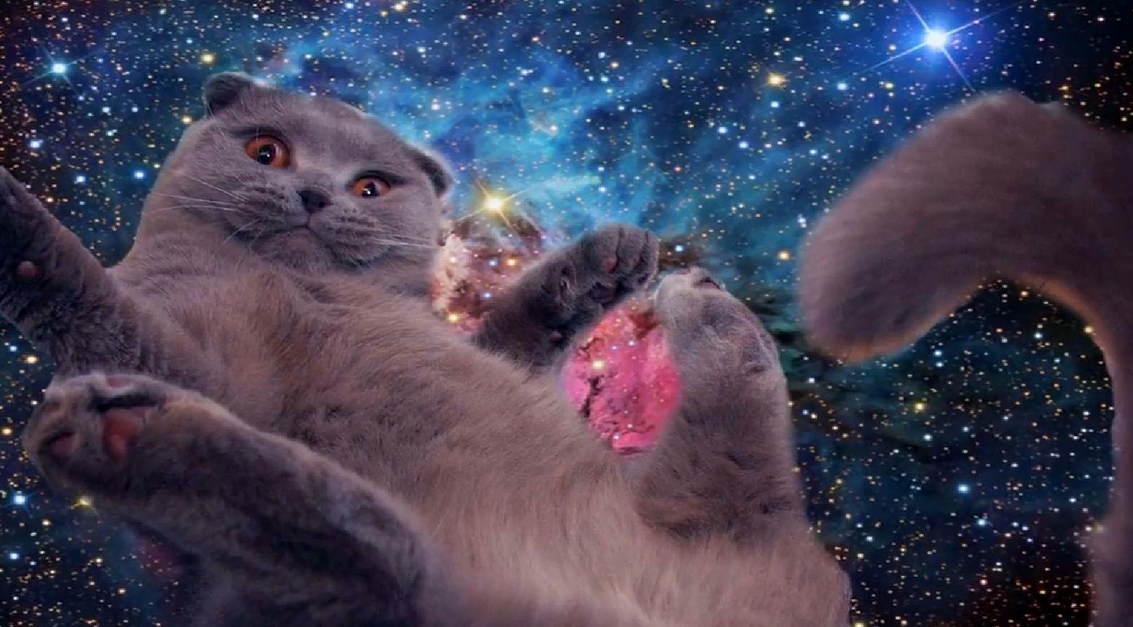 1651x914 Galaxy cat wallpaper