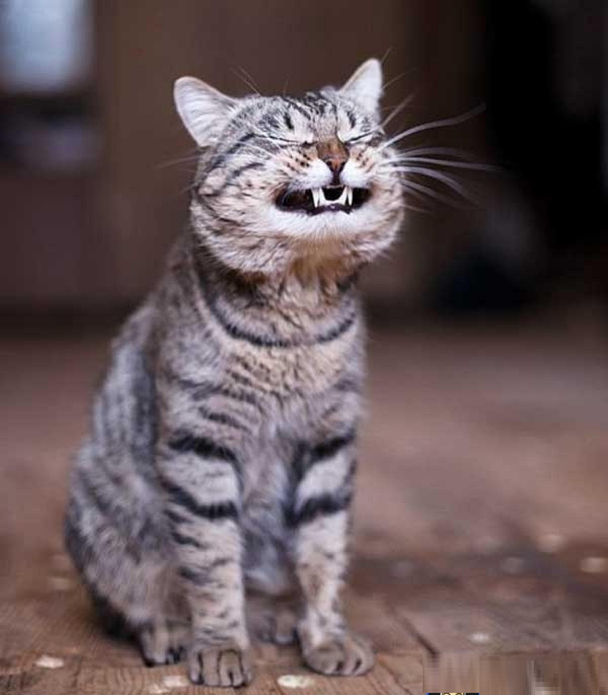 2400x2740 Funny Smiling Laughing Cat Pets Lol Cat Pics