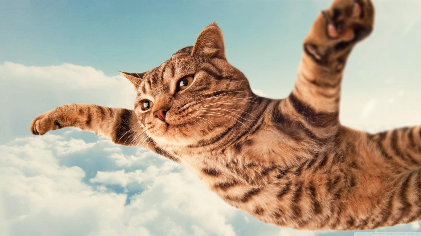 1366x768 Free download weird crazy absurd type wallpaper for wallpaper n 10309 widescreen [1366x768] for your Desktop, Mobile & Tablet. Explore Awesome Cat Wallpaper. Reading Cats Computer Wallpaper, HD Awesome
