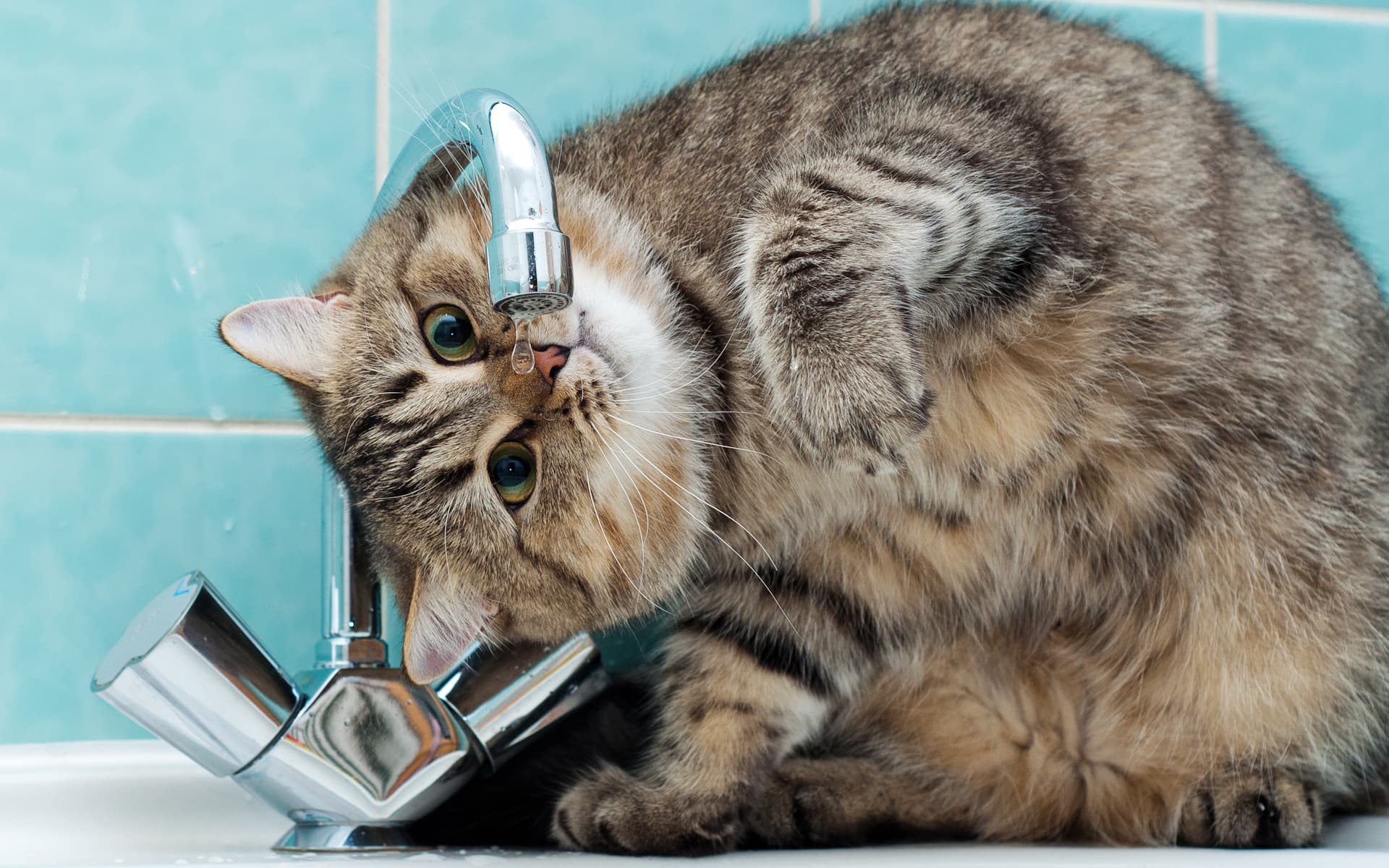 1920x1200 Funny Cat
