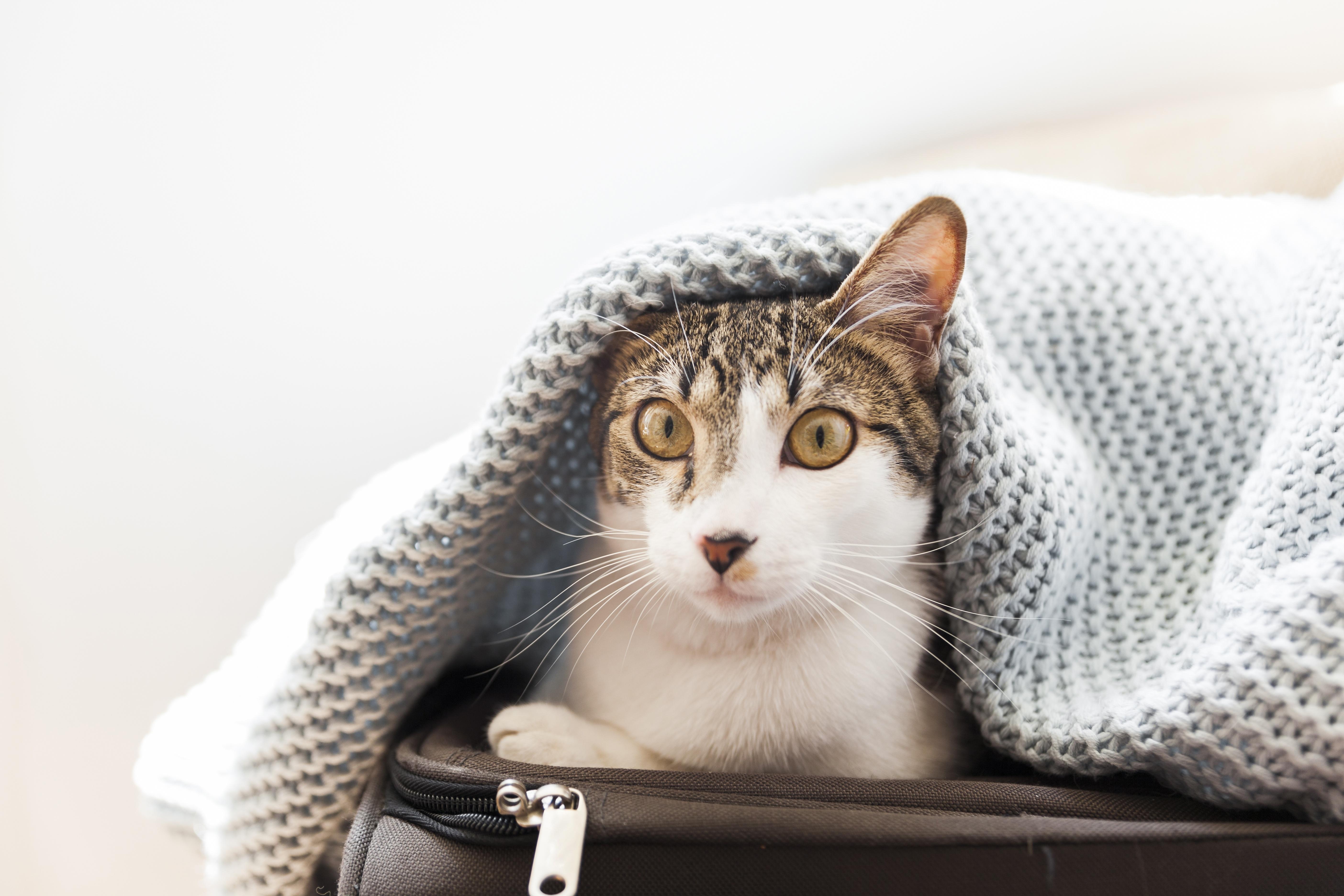 5616x3744 Download 5616x3744 Weird Cat, Staring Wallpaper