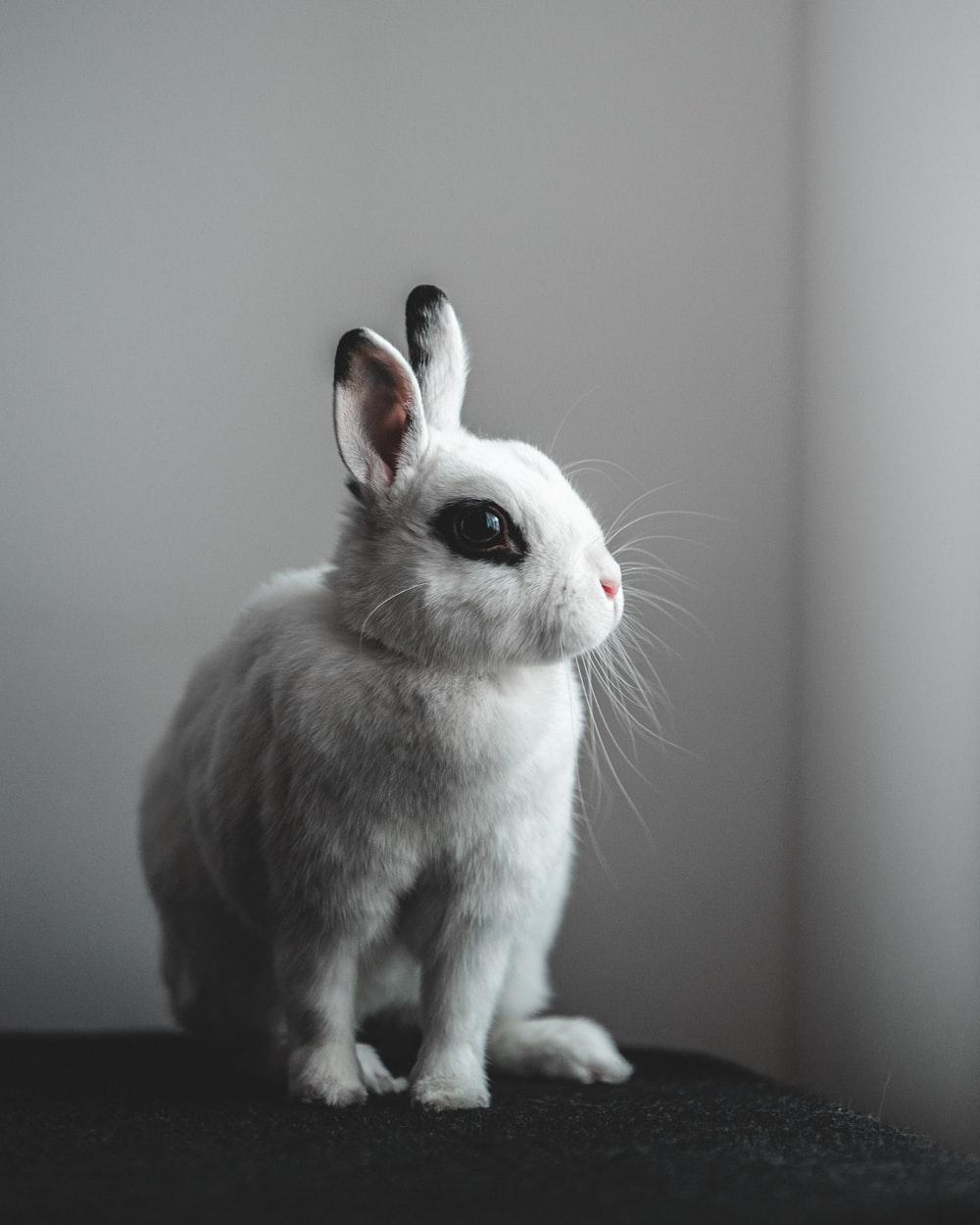 Black and White Bunny Wallpapers - Top Free Black and White Bunny