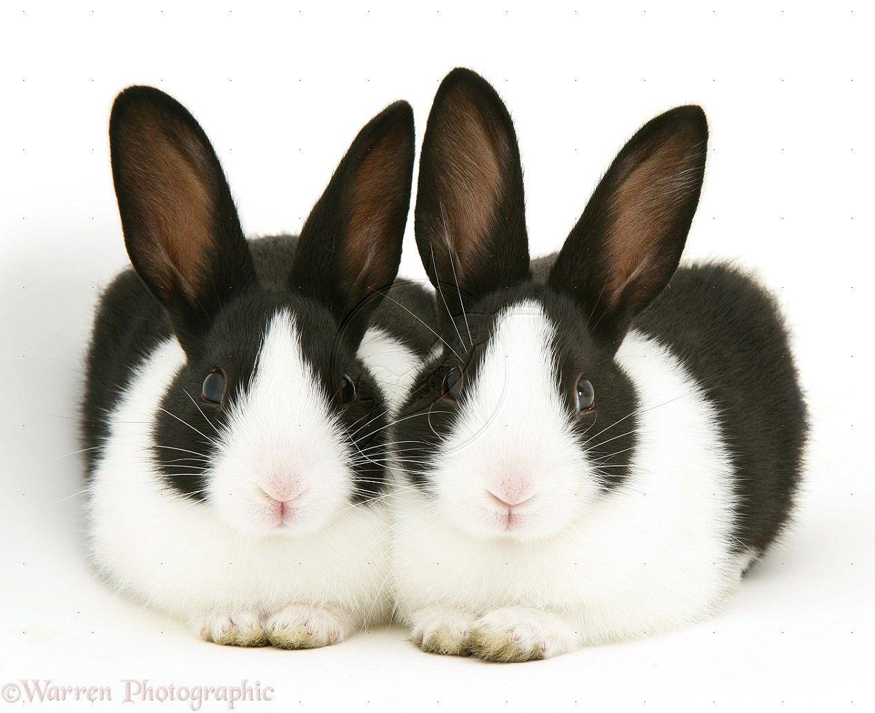 Black and White Bunny Wallpapers Top Free Black and White Bunny