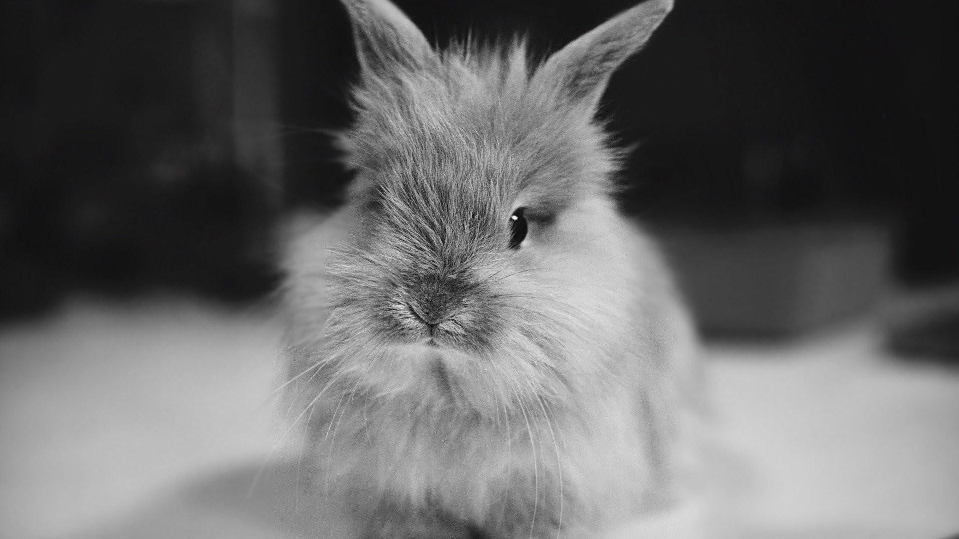 Black and White Bunny Wallpapers - Top Free Black and White Bunny