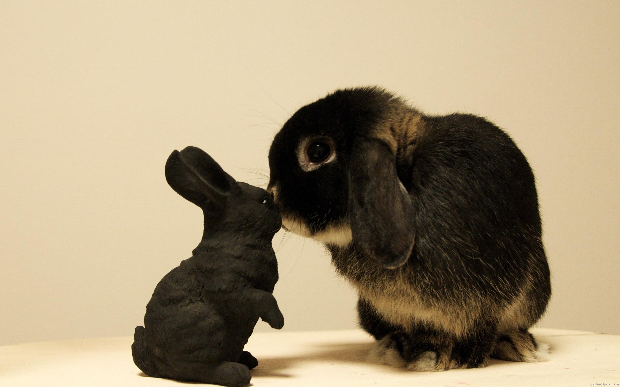 2560x1600 Black White And Brown Rabbits