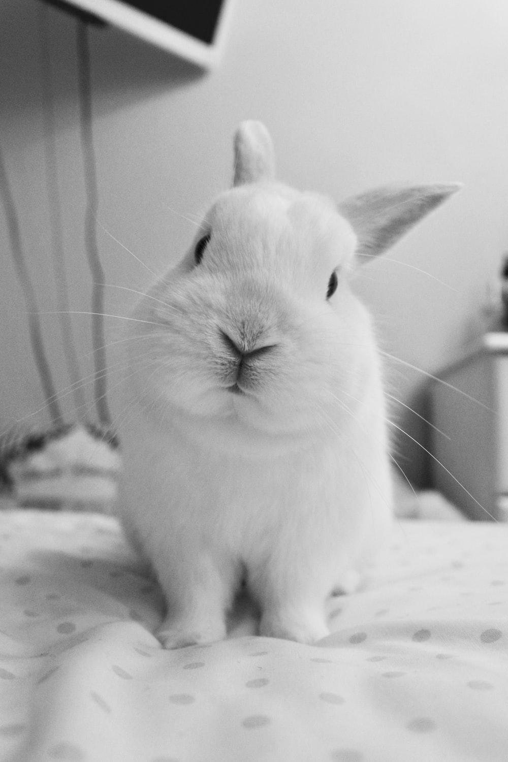 Black and White Bunny Wallpapers - Top Free Black and White Bunny