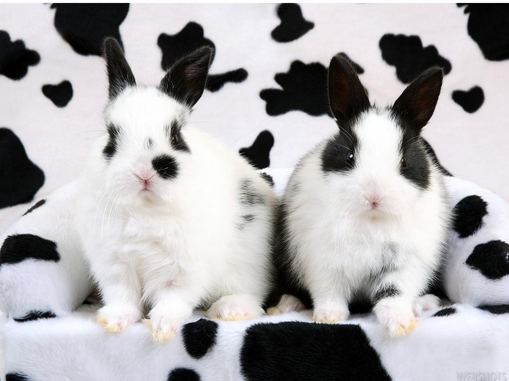 1024x768 Bunny Wallpaper Rabbits Wallpaper