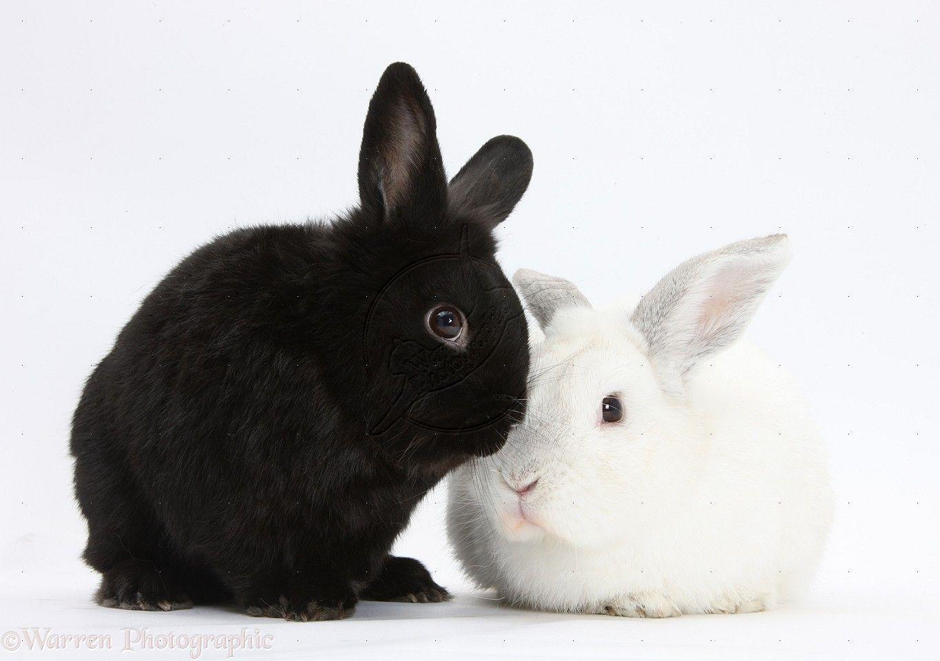 Black and White Bunny Wallpapers - Top Free Black and White Bunny