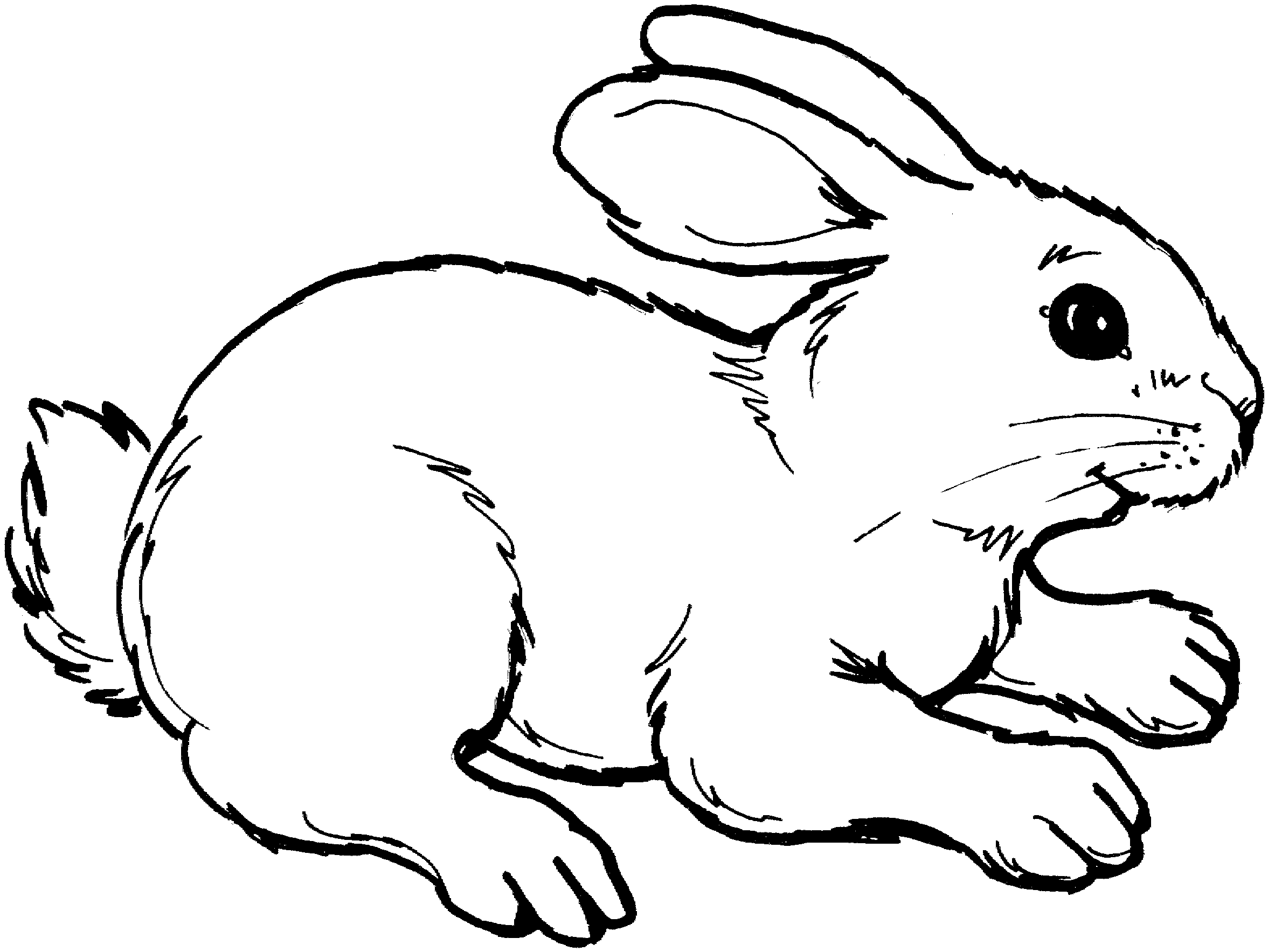 2353x1767 Bunny Clipart Black And White