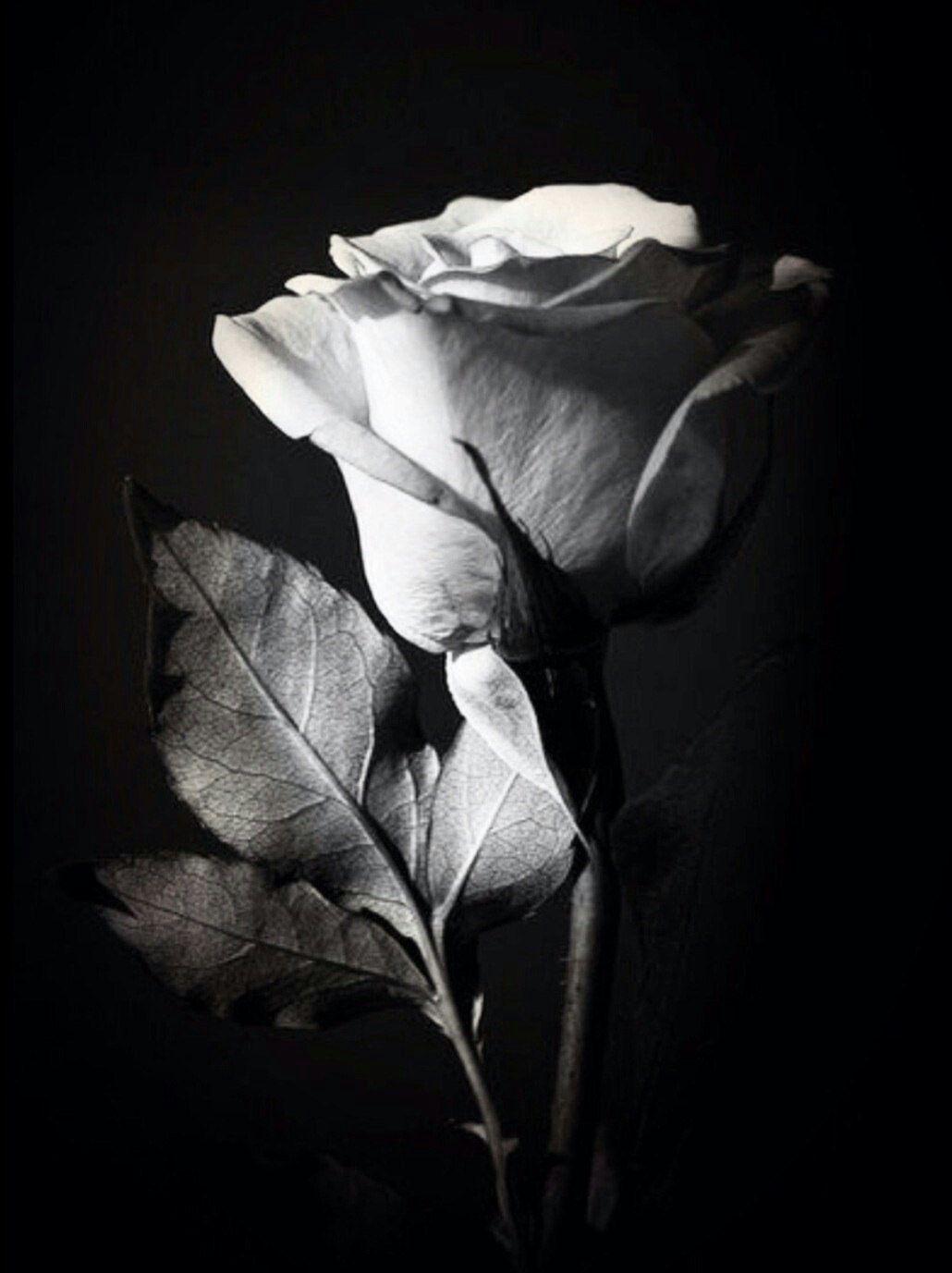 1030x1377 Ana180805 18ana81.wixsite.com Website1. Black And White Flowers, Black And White Roses, Flower Photo