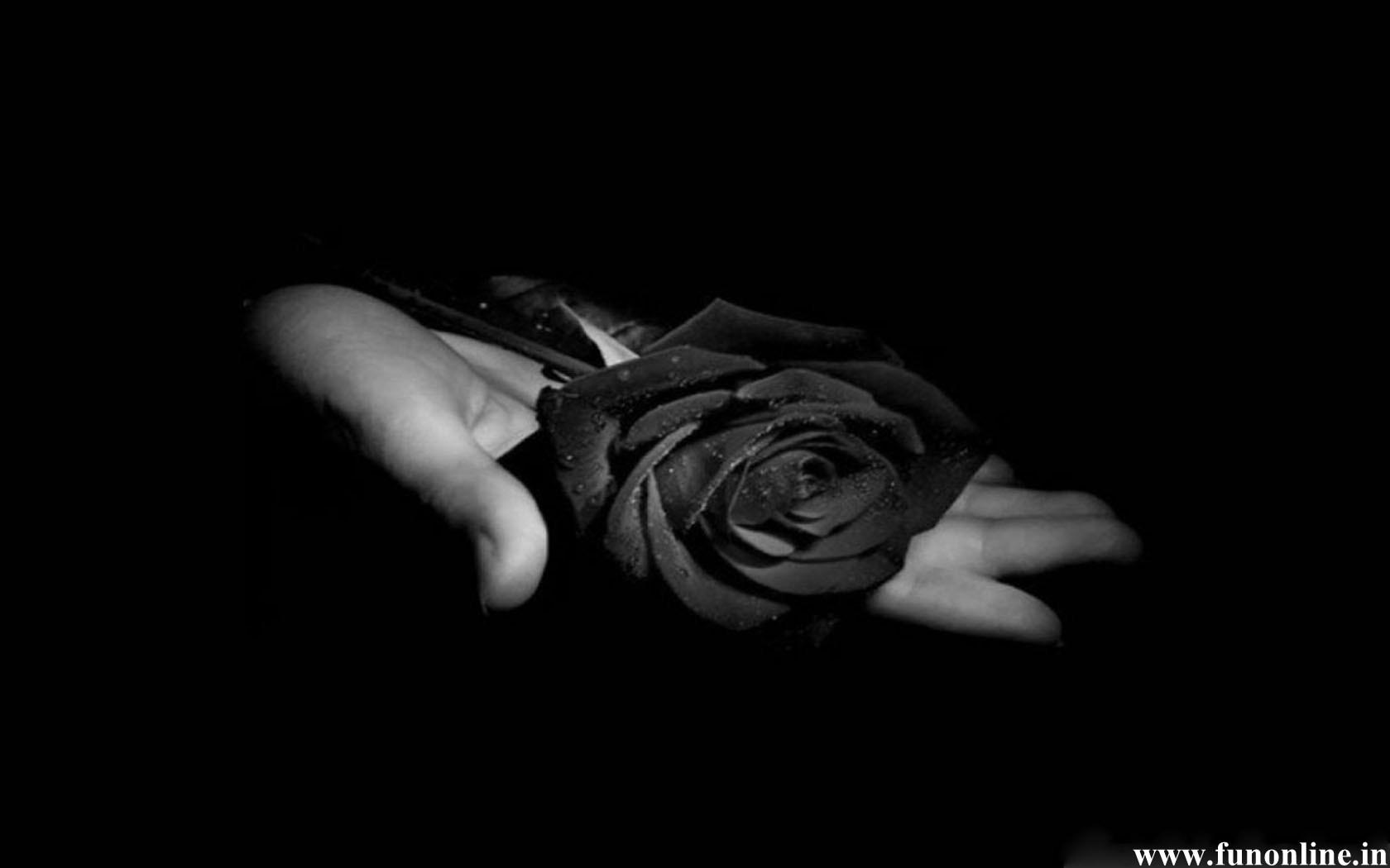 1680x1050 Black Rose Desktop Wallpaper