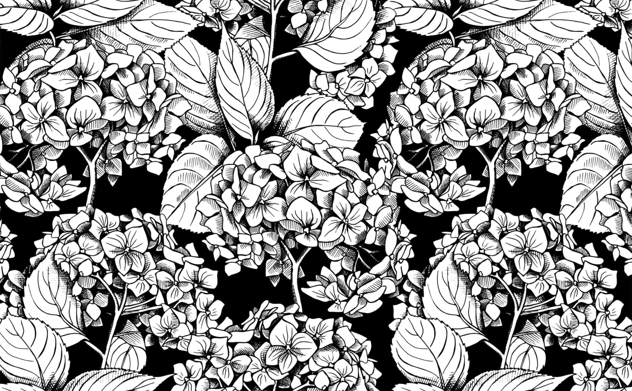 2592x1602 Black white hydrangea flowers and leaves illustrated Wallpaper for Walls
