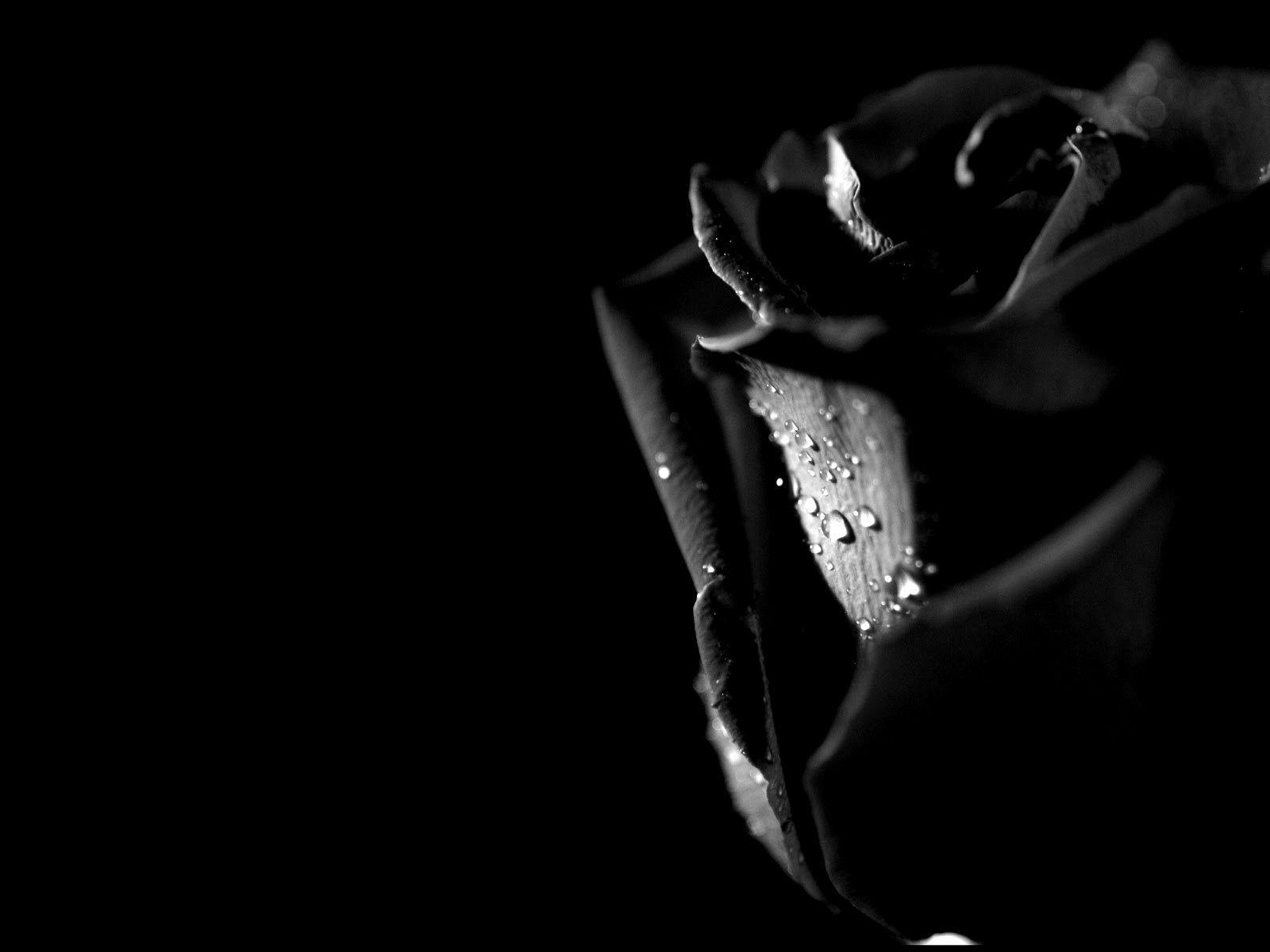 1600x1200 Black And White Roses Wallpaper