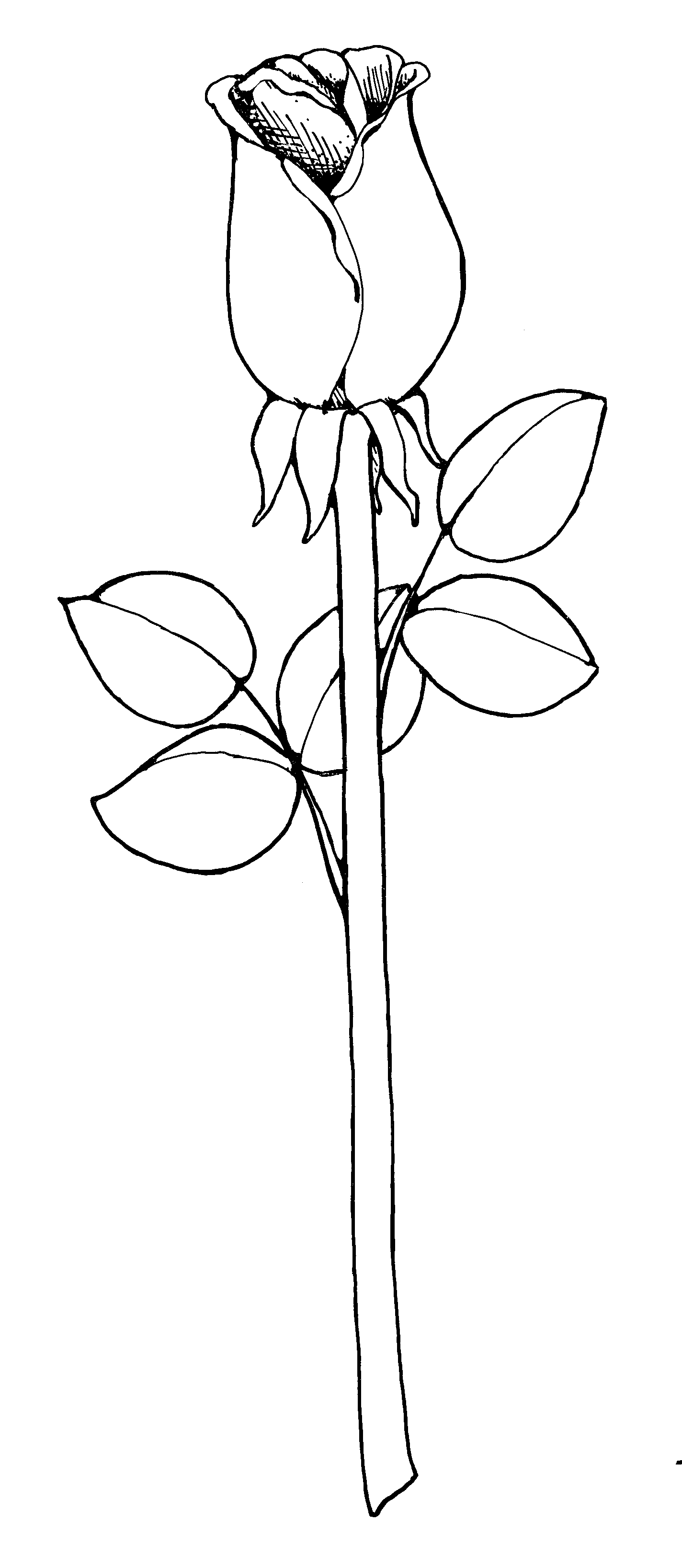 1424x3272 Rose Clipart Black And White