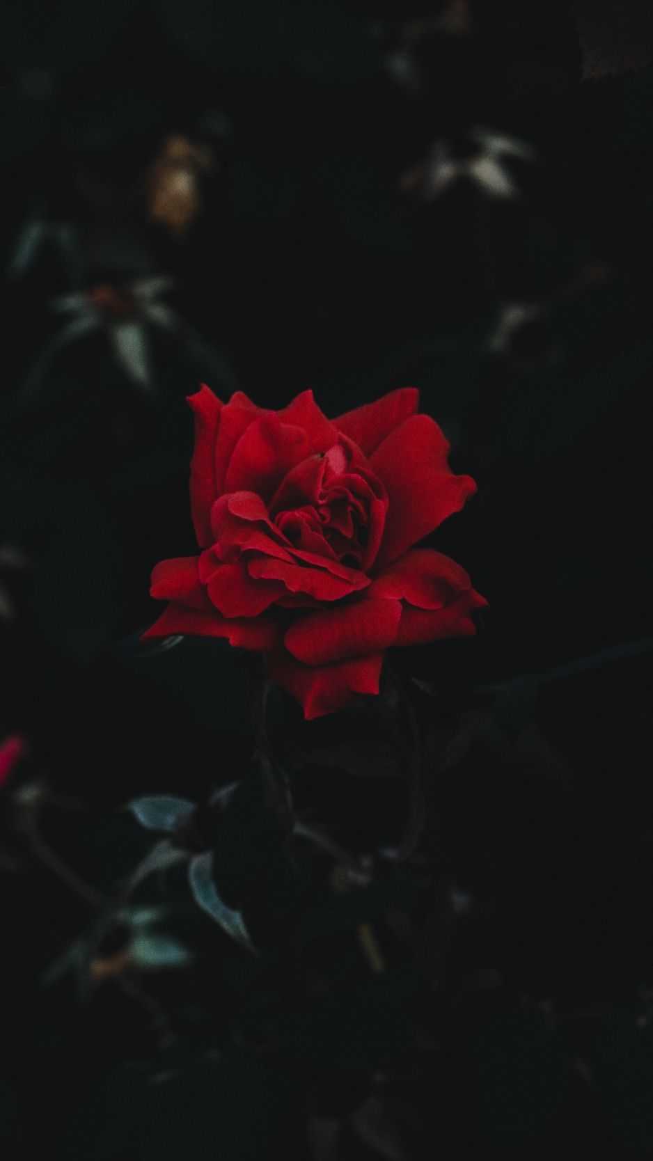 Black Roses 4K Wallpapers - Top Free Black Roses 4K Backgrounds