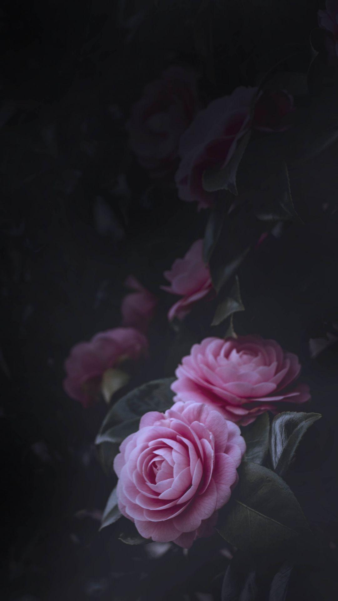 1080x1920 Love Black Rose Wallpaper HD For Mobile