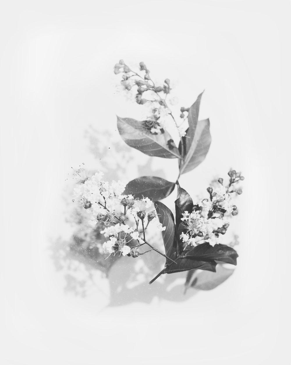 1000x1256 Flower Art Picture [HD]. Download Free Image