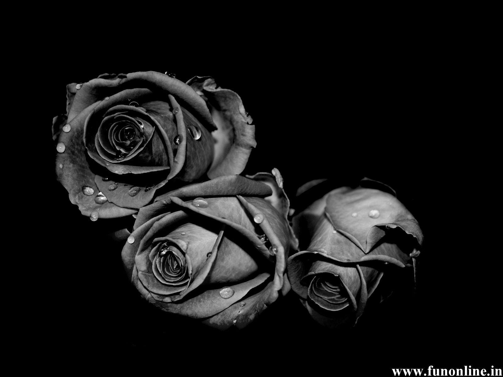 1600x1200 Black And White Aesthetic Roses Wallpaper