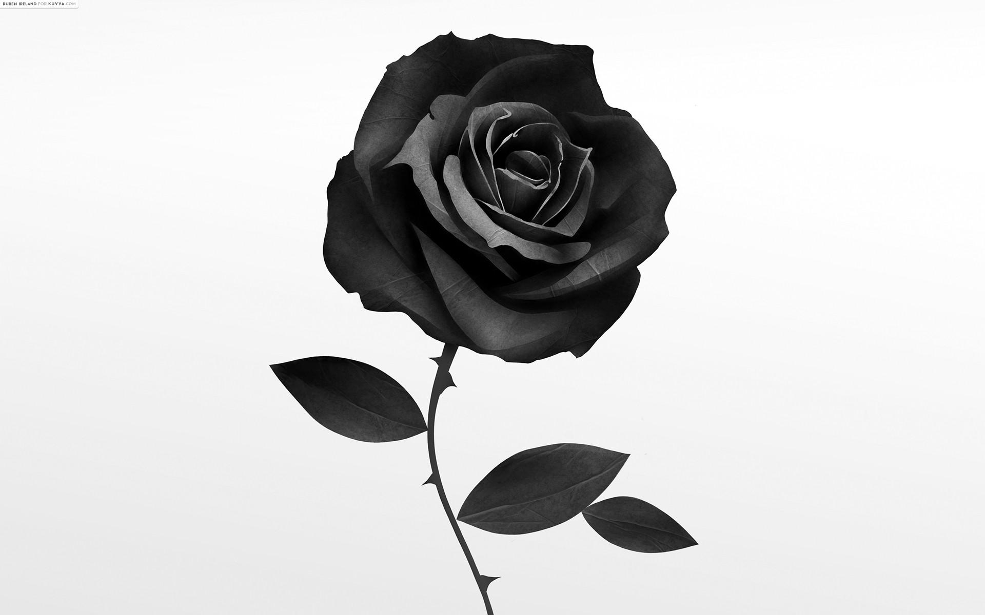 1920x1200 Black Rose Drawing, Pencil, Sketch, Colorful, Realistic Art Image