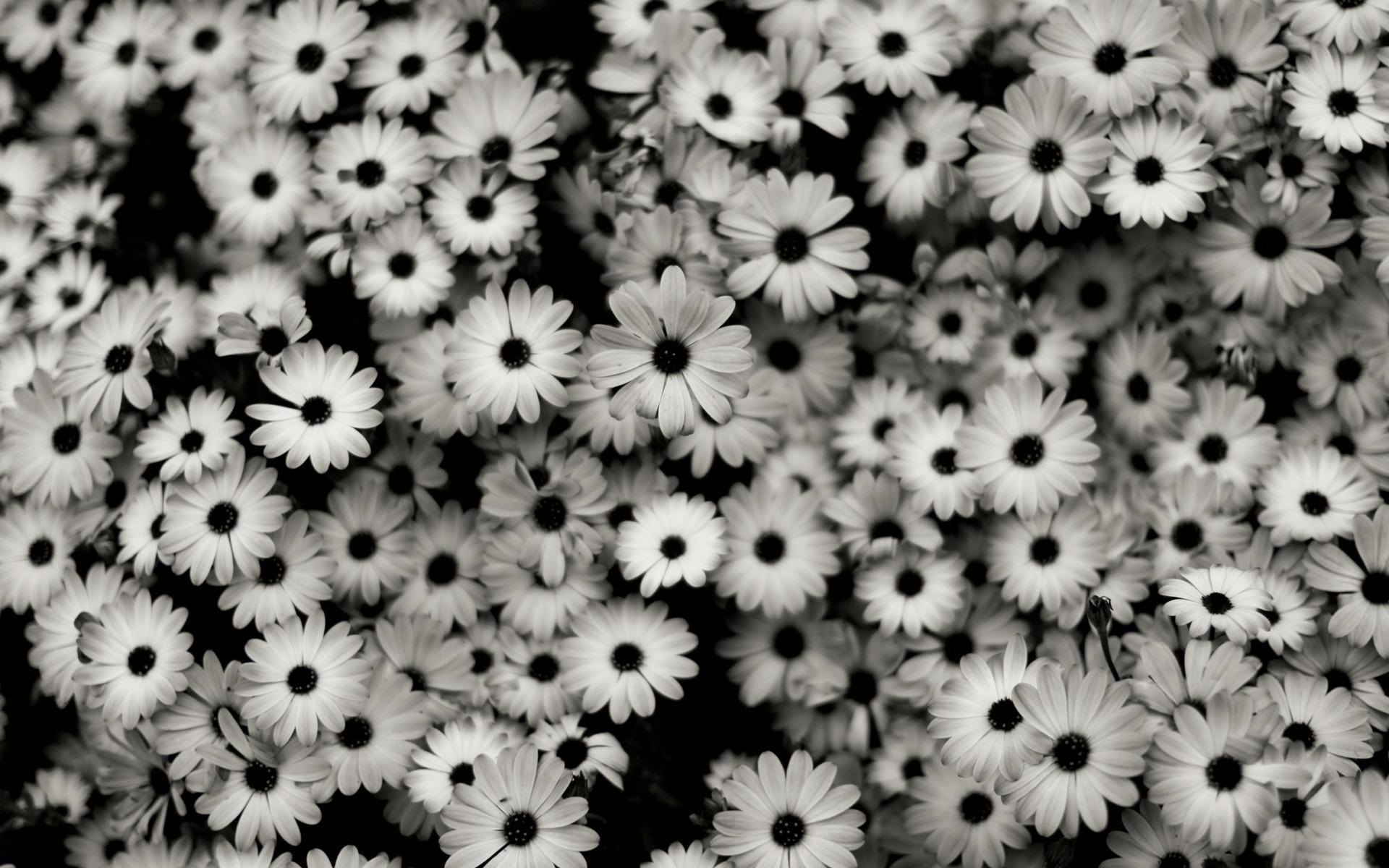 1920x1200 Tumblr Black And White Flowers drawing free image download